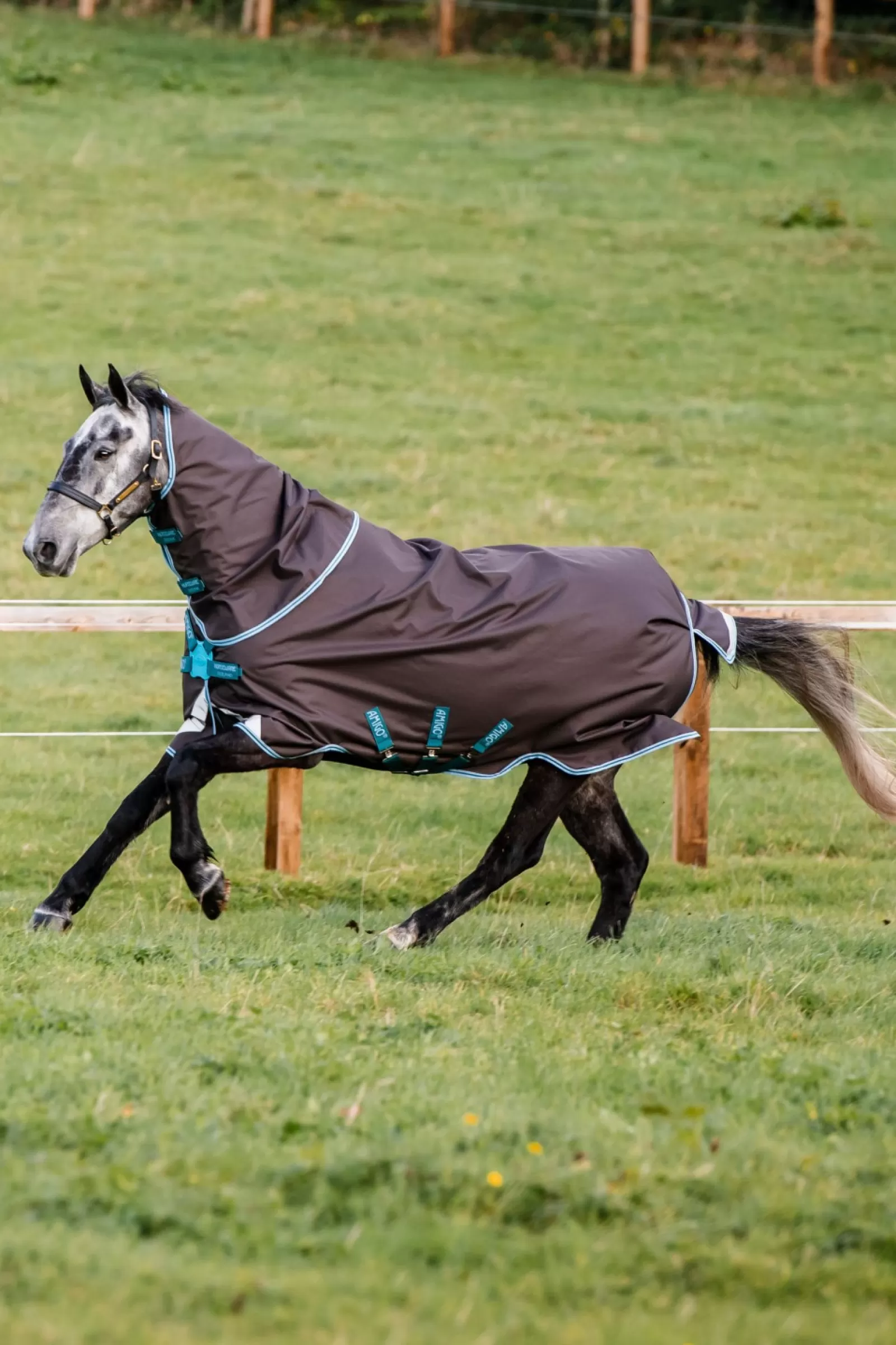 horseware Derka Padokowa Amigo Bravo 12 Plus Disc-Closure, 250G