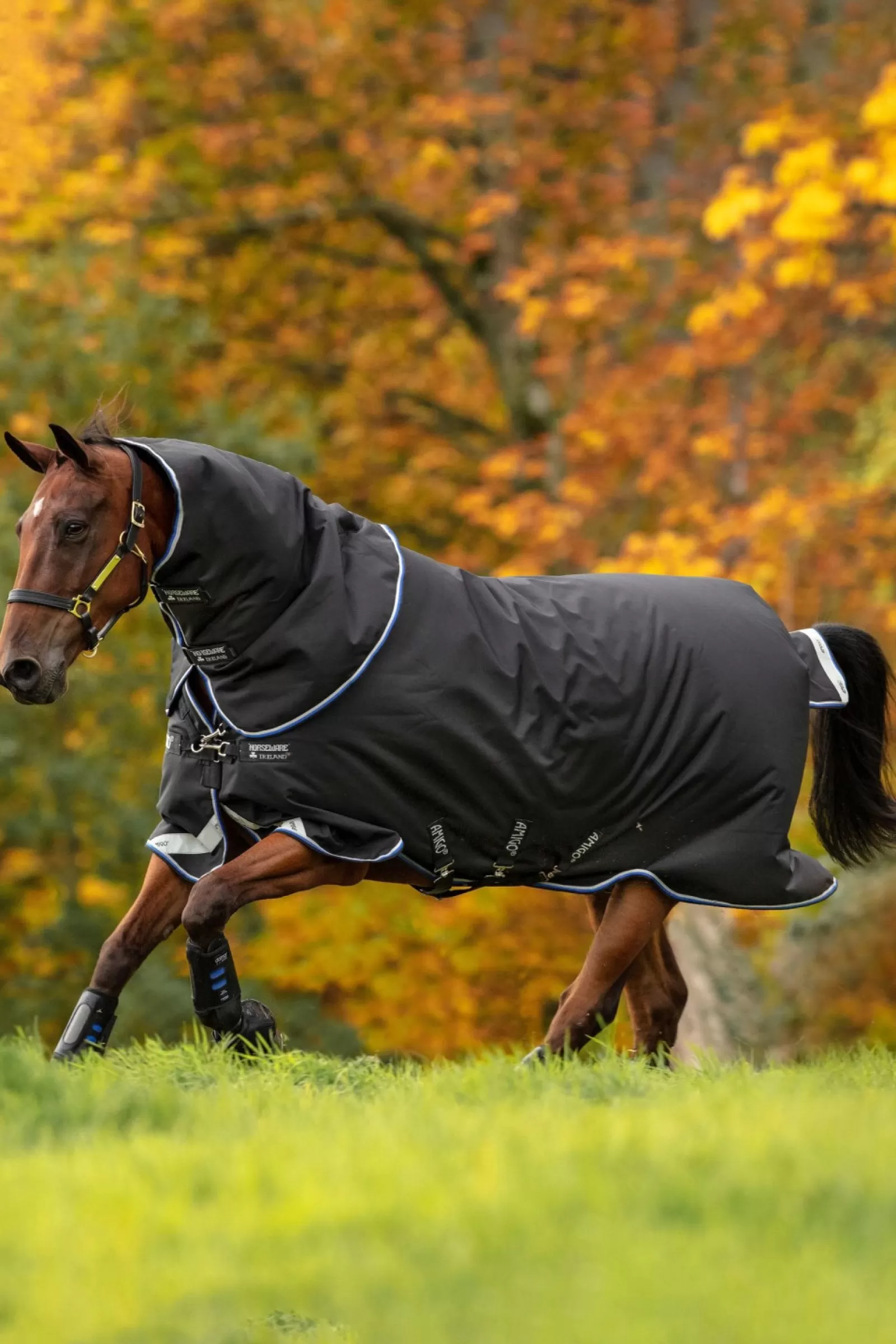 horseware Derka Padokowa Amigo Bravo 12 Plus Medium, 250G