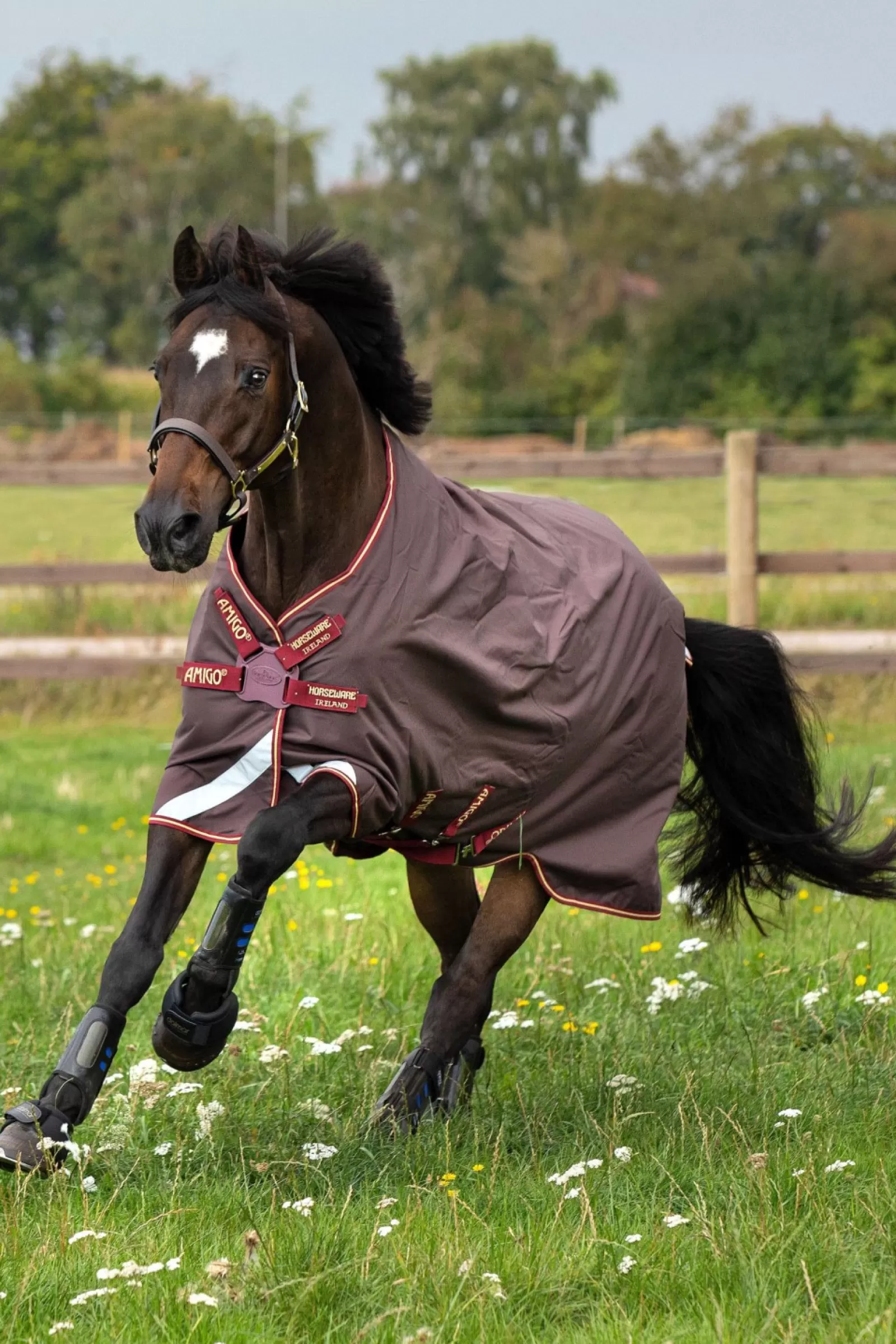 horseware Derka Padokowa Amigo Bravo Z Zapieciem Na Dysk, 0G