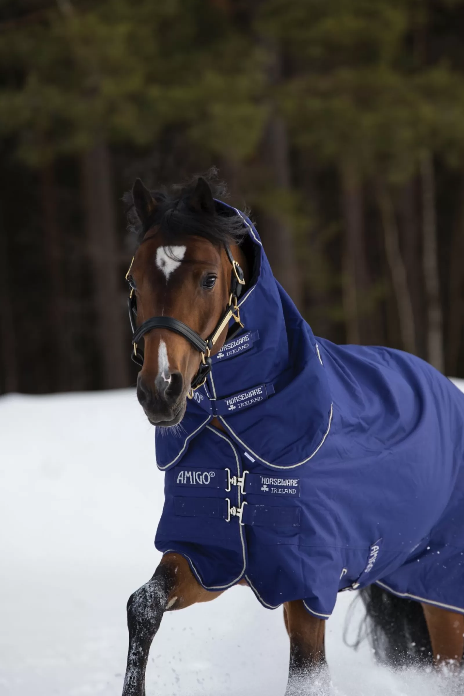 horseware Derka Padokowa Amigo Hero 900 Plus Medium 200G