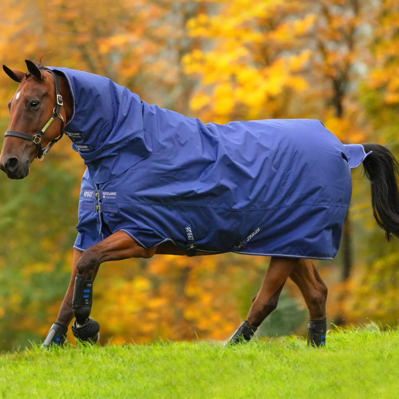 horseware Wszechstronna Derka Padokowa Amigo Hero 900 Z Kapturem, 200 G